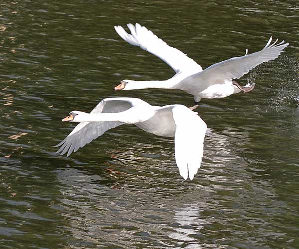 Camrowers-Swans by ARW Photography